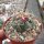 Thelocactus hexaedrophorus v. lloydii