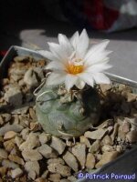 Turbinicarpus macrochele, östlich Matehuala