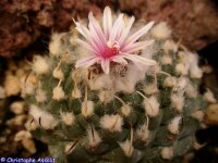 Turbinicarpus schmiedickeanus ssp. andersonii...