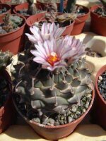Turbinicarpus schmiedickeanus ssp. andersonii (panarottoi) CITES, not outside EU