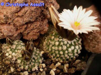 Turbinicarpus valdezianus v. albiflorus, Cruz de Elorza...