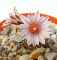 Turbinicarpus valdezianus v. albiflorus, Cruz de Elorza   CITES, not outside EU
