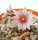 Turbinicarpus valdezianus v. albiflorus, Cruz de Elorza   CITES, not outside EU