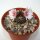 Turbinicarpus valdezianus v. albiflorus, Cruz de Elorza   CITES, not outside EU