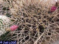Gymnocalycium pungens
