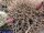 Gymnocalycium pungens