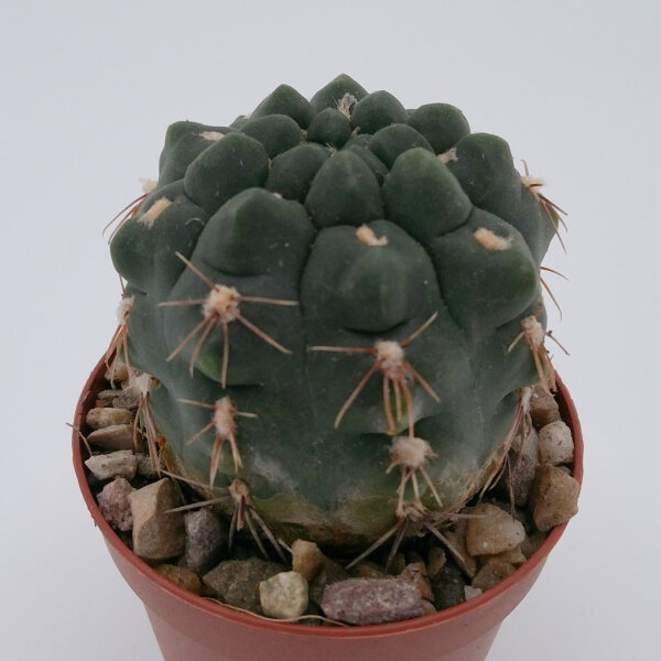 Gymnocalycium morroense TOM 09-394/1
