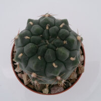 Gymnocalycium morroense TOM 09-394/1