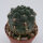 Gymnocalycium morroense TOM 09-394/1