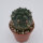Gymnocalycium morroense TOM 09-394/1