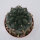 Gymnocalycium morroense TOM 09-394/1
