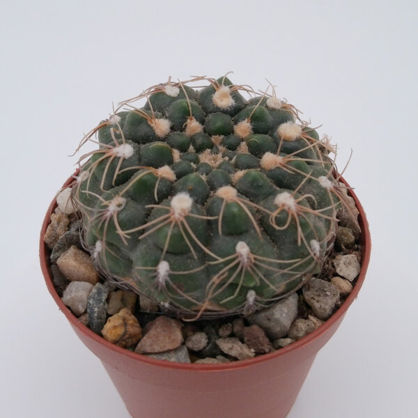 Gymnocalycium parvulum