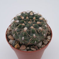 Gymnocalycium parvulum