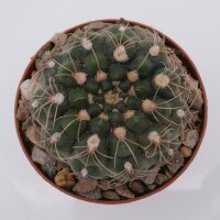 Gymnocalycium parvulum