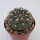 Gymnocalycium parvulum