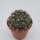 Gymnocalycium parvulum