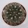 Gymnocalycium parvulum