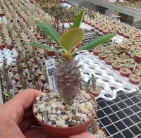 Euphorbia pachypodioides
