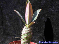 Euphorbia pachypodioides