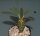 Euphorbia pachypodioides
