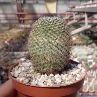 Mammillaria haageana ssp. schmollii