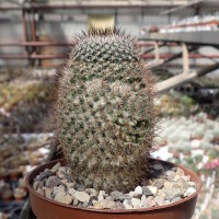Mammillaria haageana ssp. schmollii