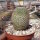 Mammillaria haageana ssp. schmollii