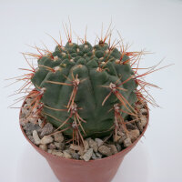 Gymnocalycium amerhausii VOS 10/734