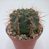 Gymnocalycium amerhausii VOS 10/734