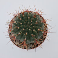 Gymnocalycium amerhausii VOS 10/734