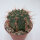 Gymnocalycium amerhausii VOS 10/734