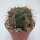 Gymnocalycium amerhausii VOS 10/734