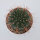 Gymnocalycium amerhausii VOS 10/734