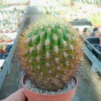 Eriosyce subgibbosa ssp. castanea