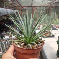 Agave rzedowskiana
