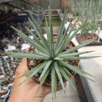 Agave rzedowskiana