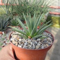 Agave rzedowskiana