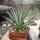 Agave rzedowskiana