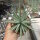 Agave rzedowskiana
