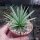 Agave rzedowskiana