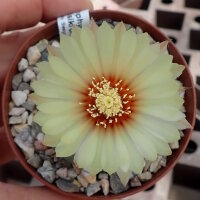 Astrophytum asterias cv. Nisiki CITES, not outside EU
