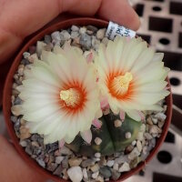 Astrophytum asterias cv. Nisiki CITES, not outside EU