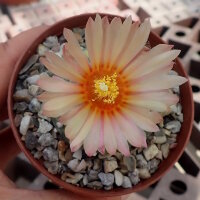 Astrophytum asterias cv. Nisiki CITES, not outside EU