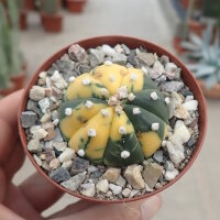 Astrophytum asterias cv. Nisiki CITES, not outside EU