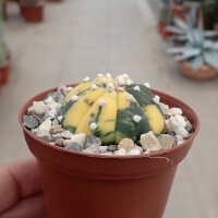 Astrophytum asterias cv. Nisiki CITES, not outside EU