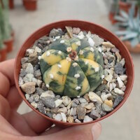 Astrophytum asterias cv. Nisiki CITES, not outside EU