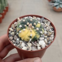 Astrophytum asterias cv. Nisiki CITES, not outside EU
