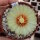 Astrophytum asterias cv. Nisiki CITES, not outside EU
