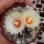 Astrophytum asterias cv. Nisiki CITES, not outside EU