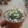 Astrophytum asterias cv. Nisiki CITES, not outside EU
